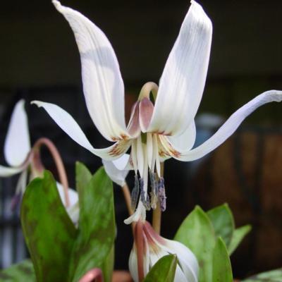 erythronium-denscanis-snowflake