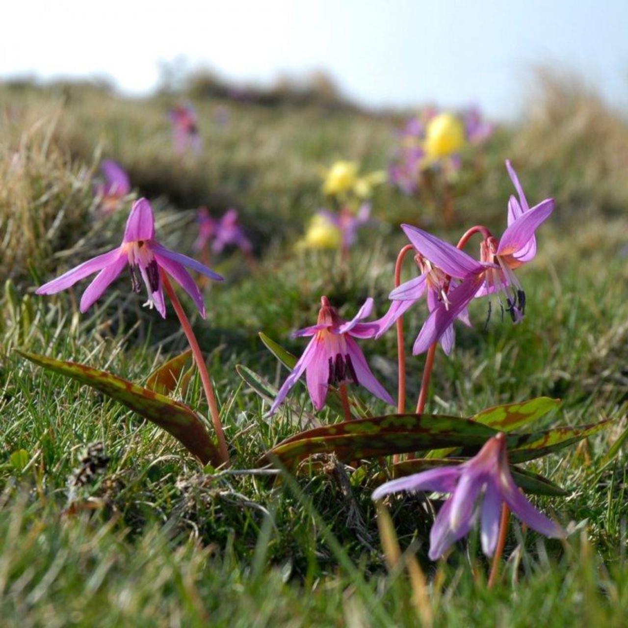 Erythronium dens-canis plant