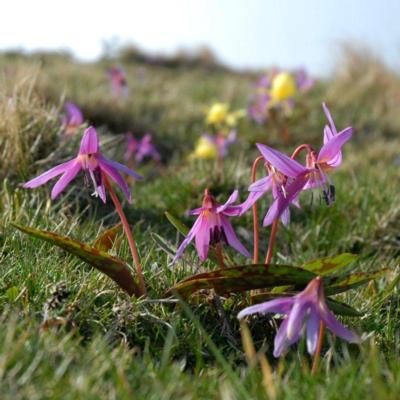 erythronium-denscanis