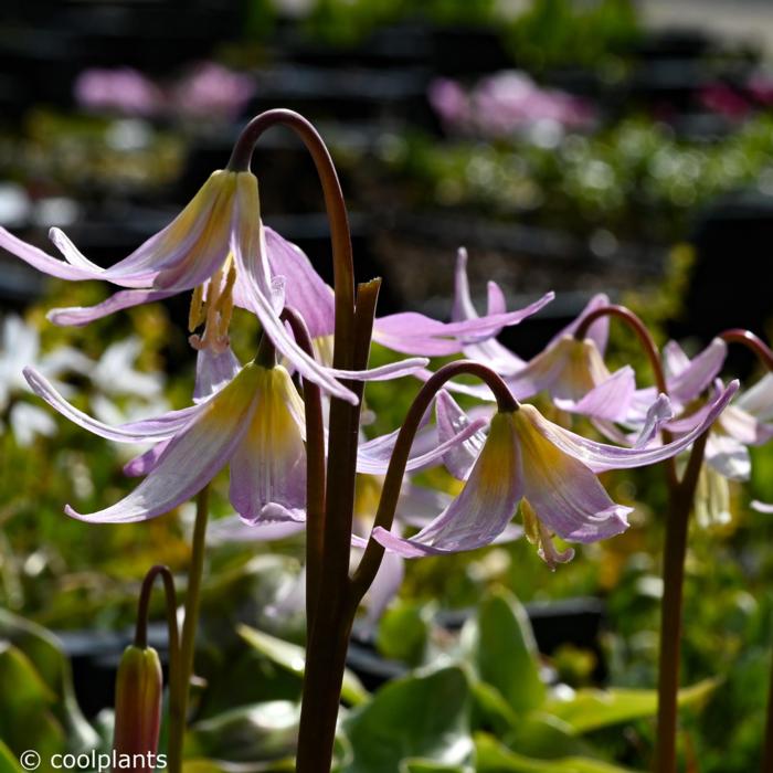 Erythronium 'Kinfauns Pink' plant