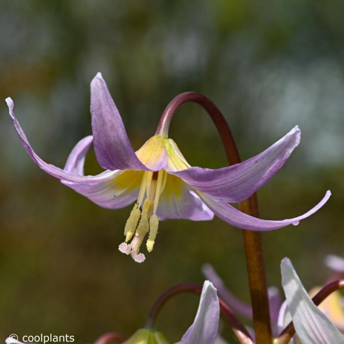 Erythronium 'Kinfauns Pink' plant