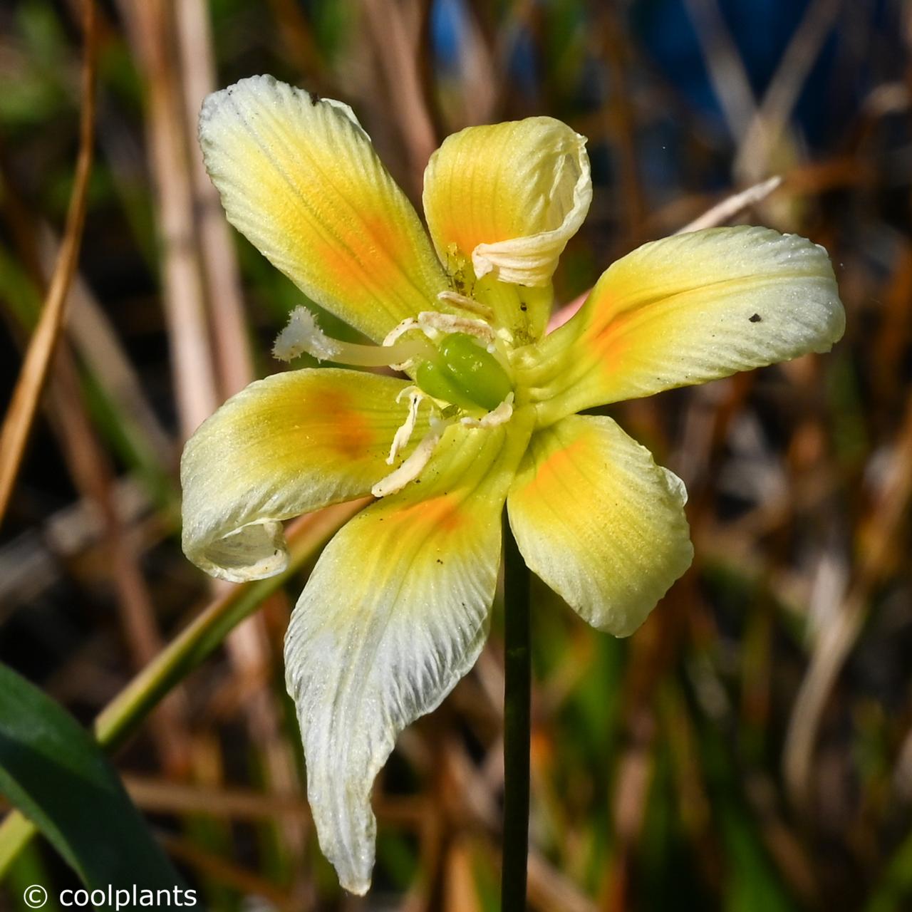 Erythronium multiscapoideum plant