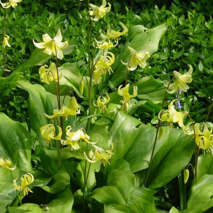 Erythronium 'Pagoda' plant