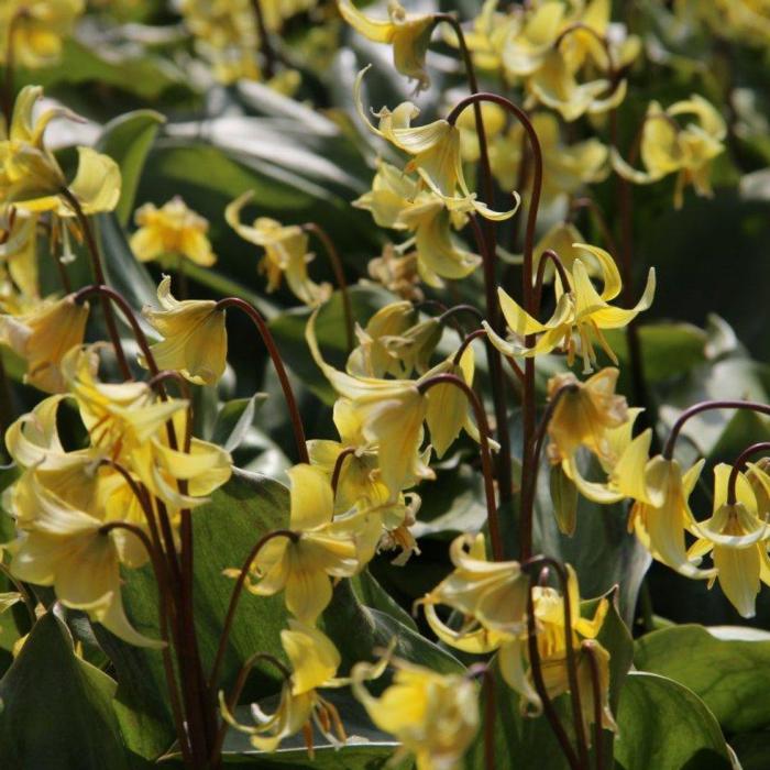 Erythronium 'Pagoda' plant