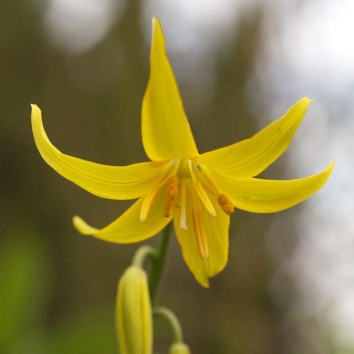 Erythronium tuolumnense plant