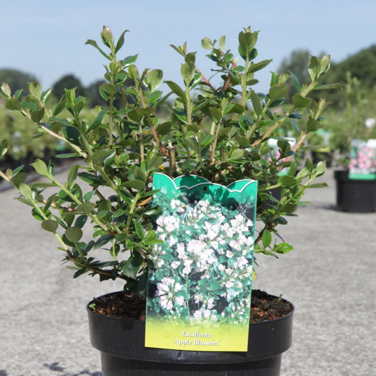 Escallonia 'Apple Blossom' plant