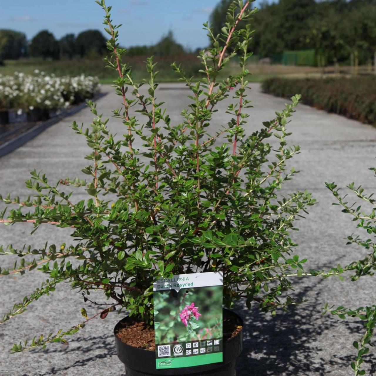 Escallonia 'Dart's Rosyred' plant