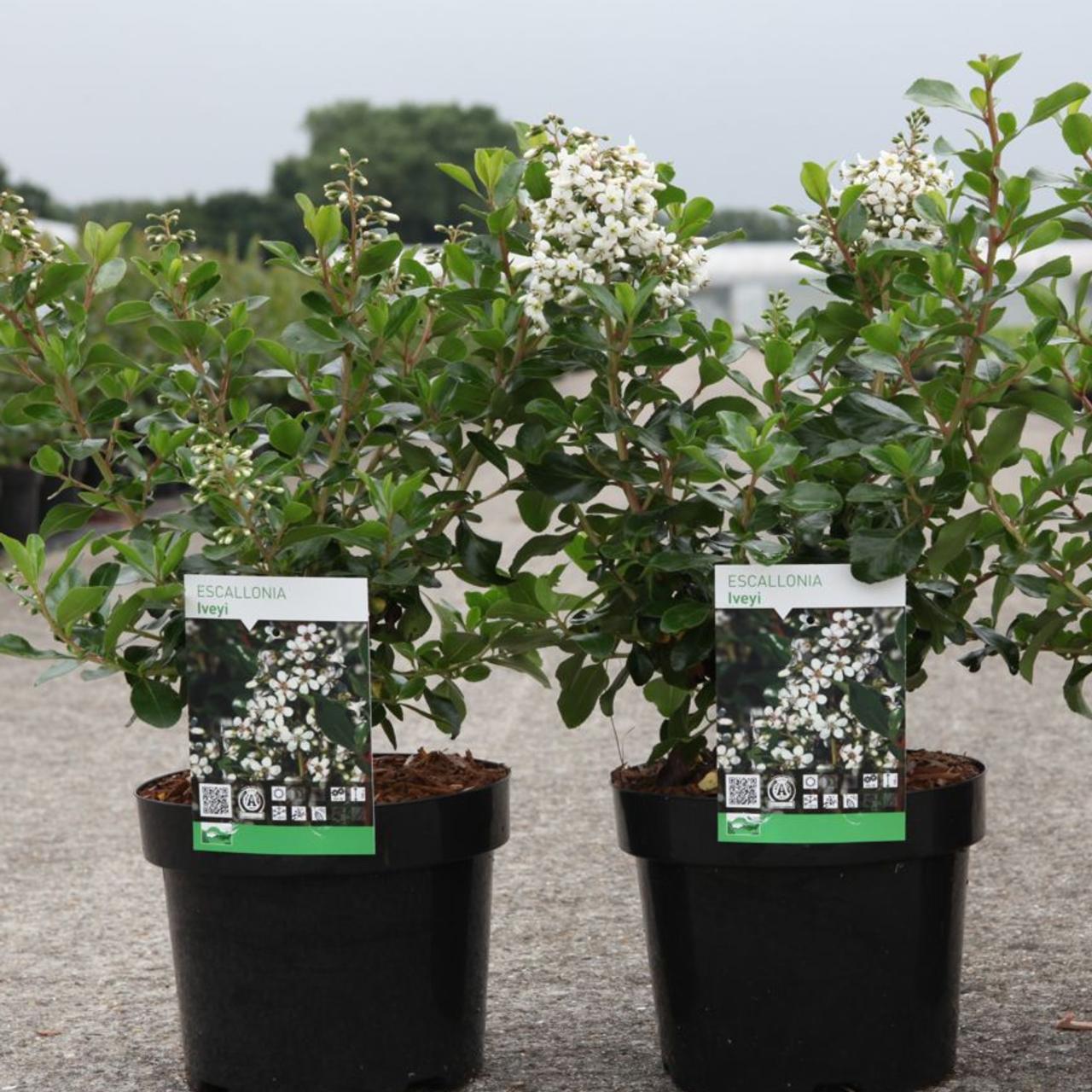 escallonia 'iveyi' - kaufen sie pflanzen bei coolplants