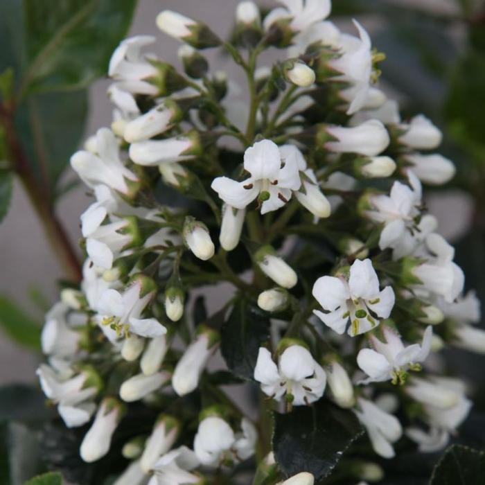 Escallonia 'Iveyi' plant