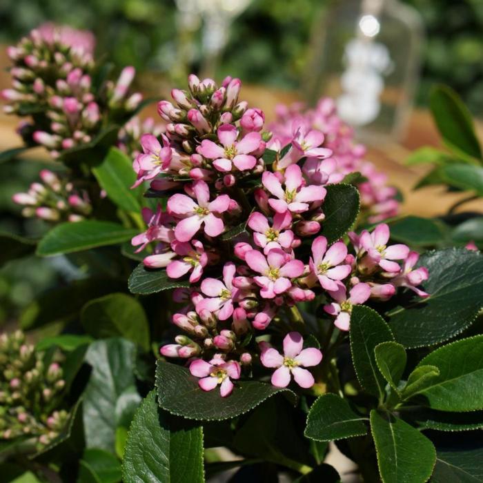 Escallonia laevis 'Pink Elle' plant