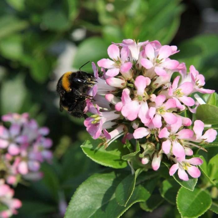 Escallonia laevis 'Pink Elle' plant