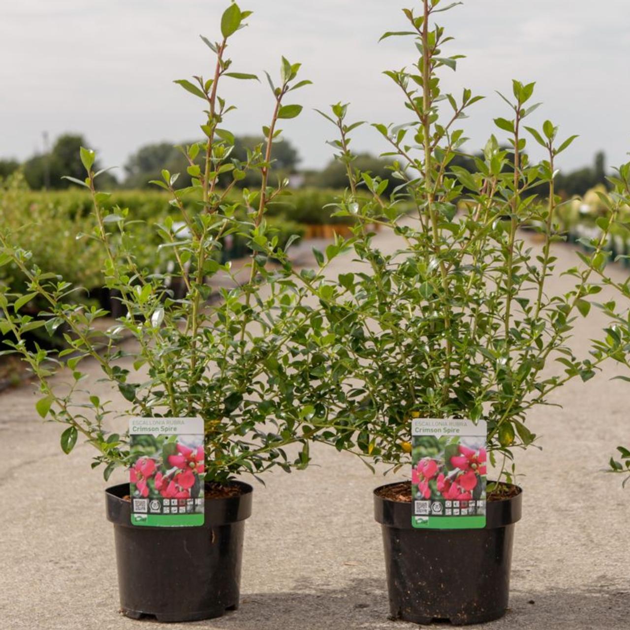 Escallonia rubra 'Crimson Spire' plant