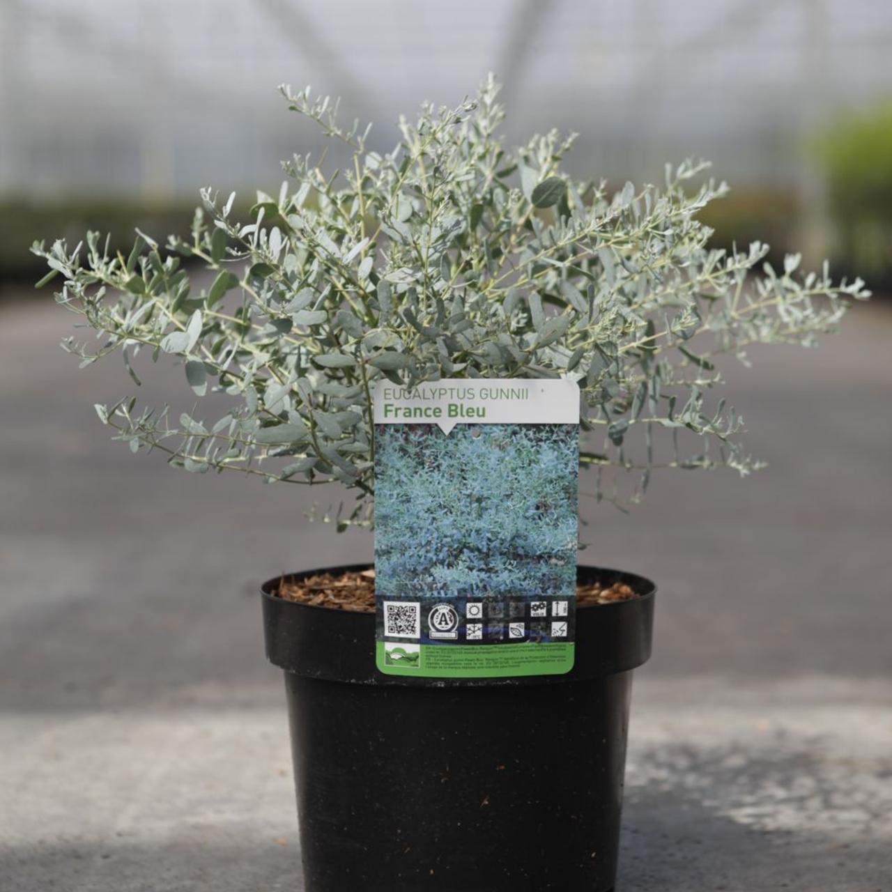 Eucalyptus gunnii 'France Bleu' plant