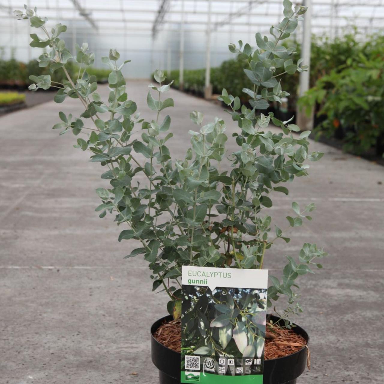 Eucalyptus gunnii plant