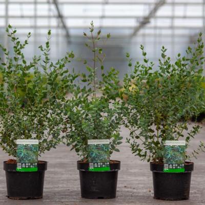 eucalyptus-parvifolia