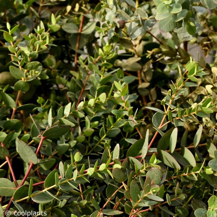 Eucalyptus parvifolia plant
