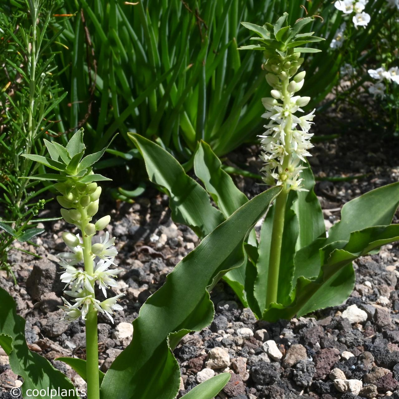 Eucomis autumnalis plant