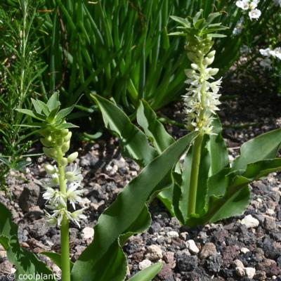 eucomis-autumnalis