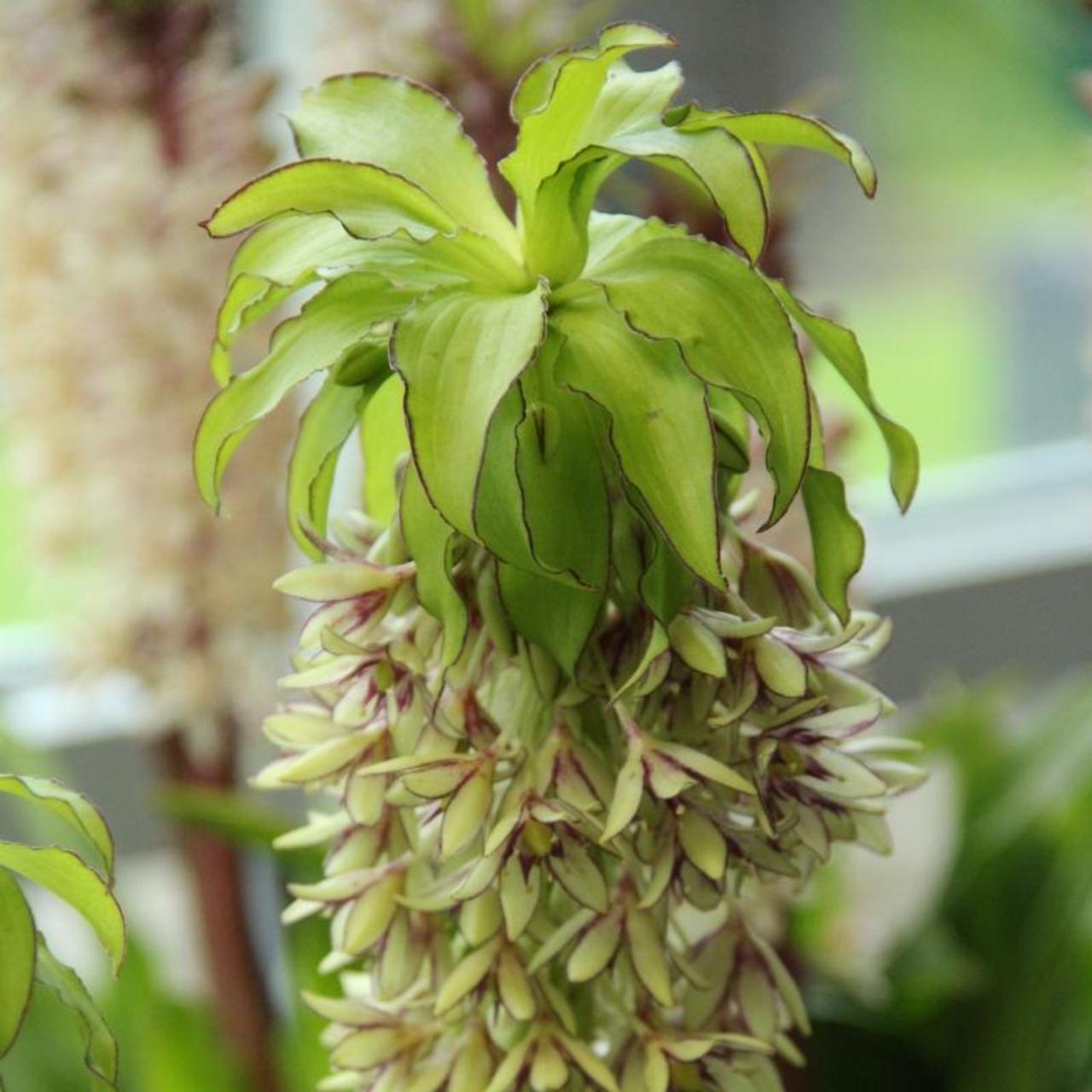 Eucomis bicolor plant