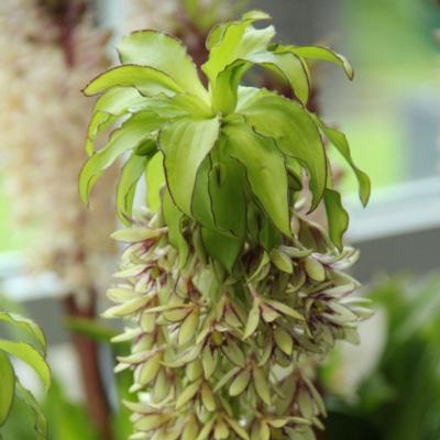 eucomis-bicolor