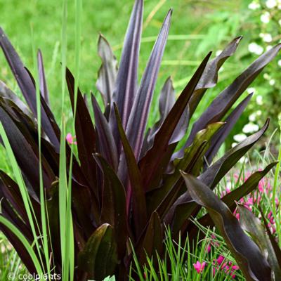 eucomis-comosa-sparkling-burgundy