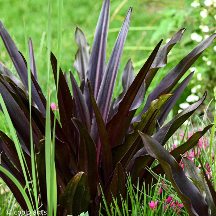 Eucomis comosa 'Sparkling Burgundy' plant