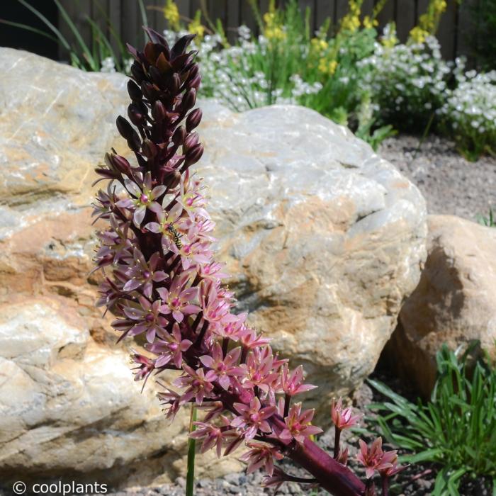 Eucomis comosa 'Sparkling Burgundy' plant