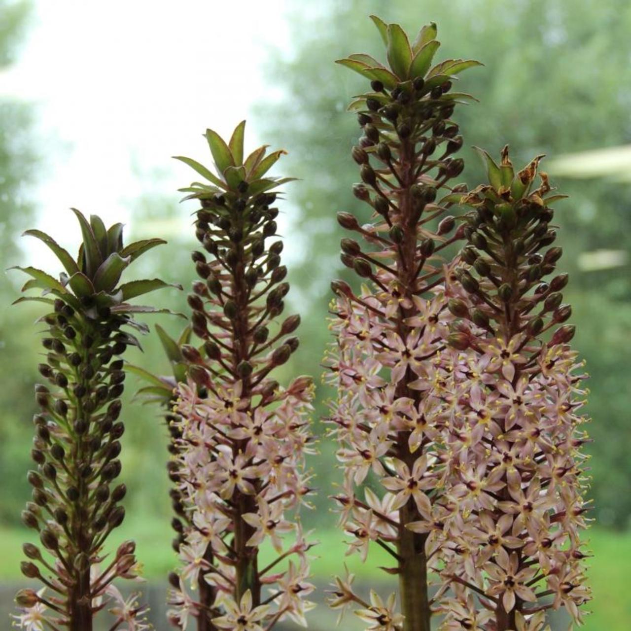 Eucomis comosa plant