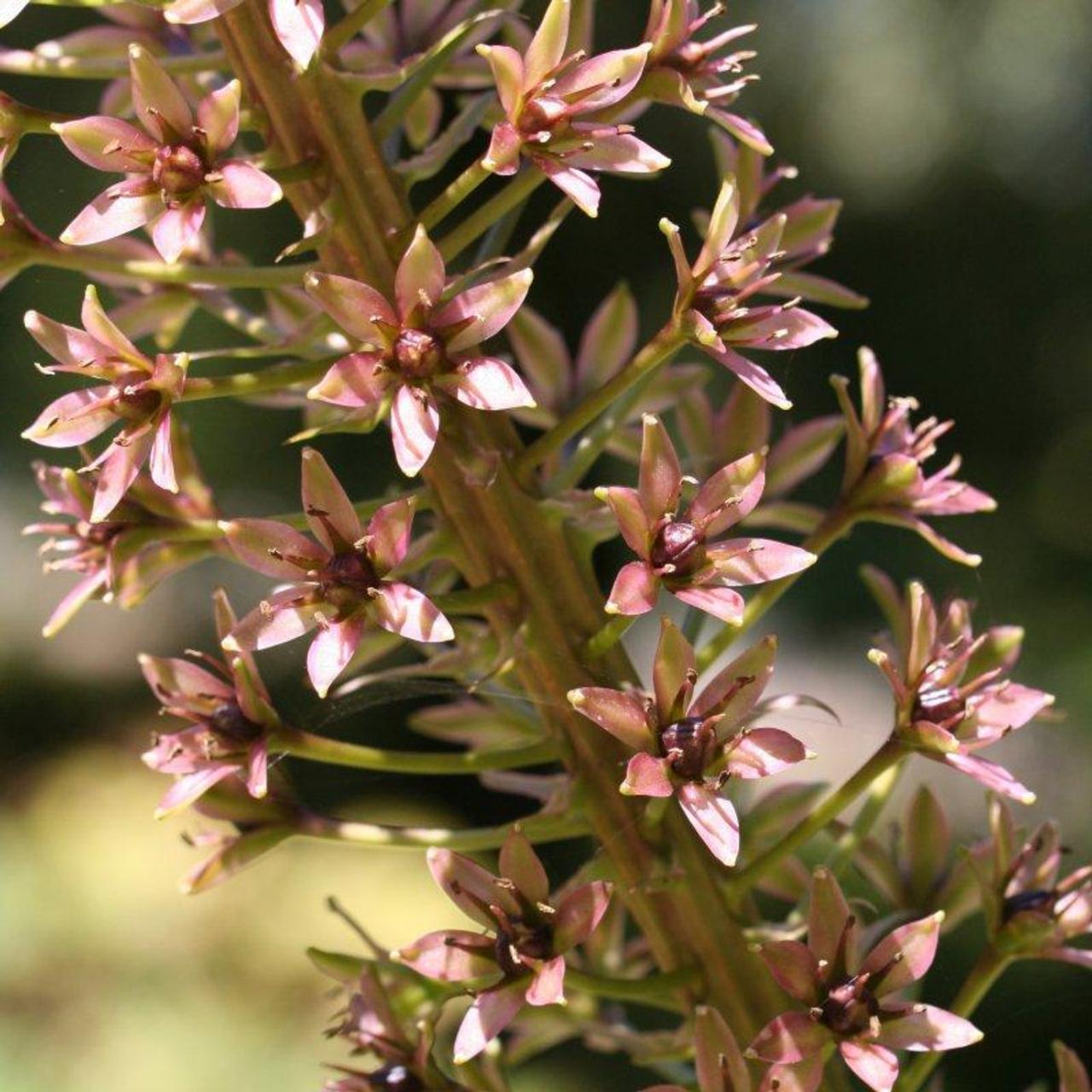 Eucomis pallidiflora subsp. pole-evansii -Dark Form- plant