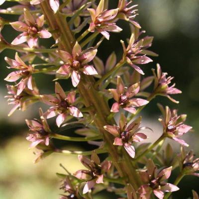 eucomis-pallidiflora-subsp-poleevansii-dark-form