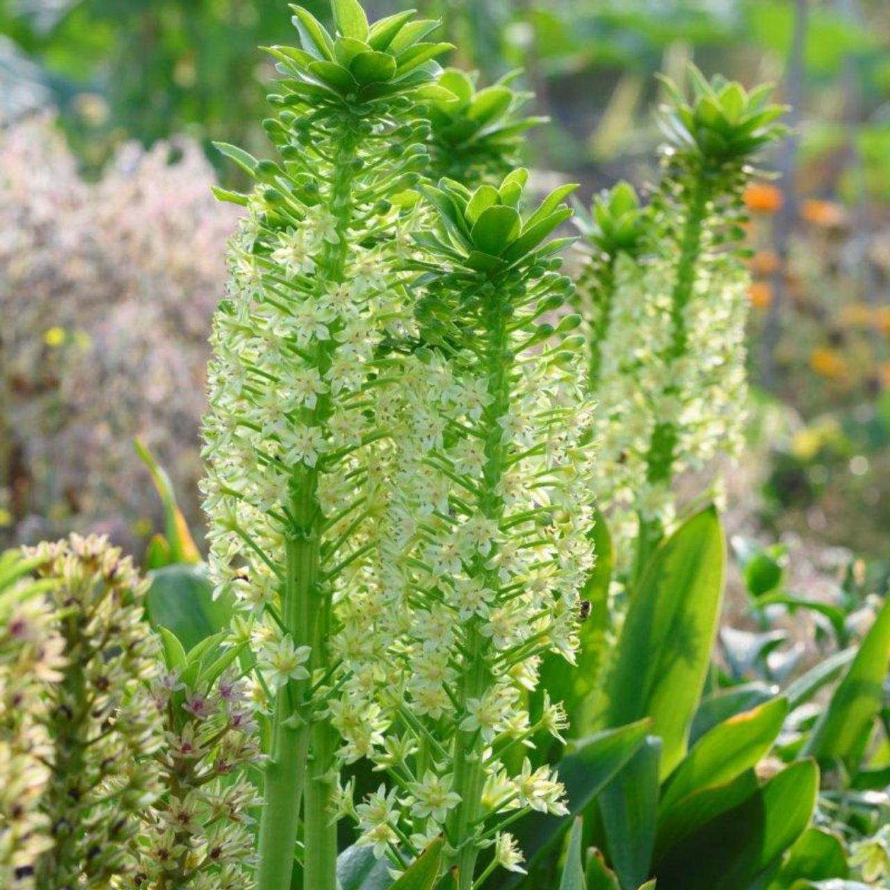 Eucomis pole-evansii plant