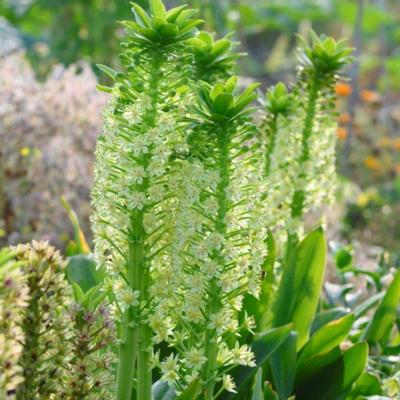 eucomis-poleevansii