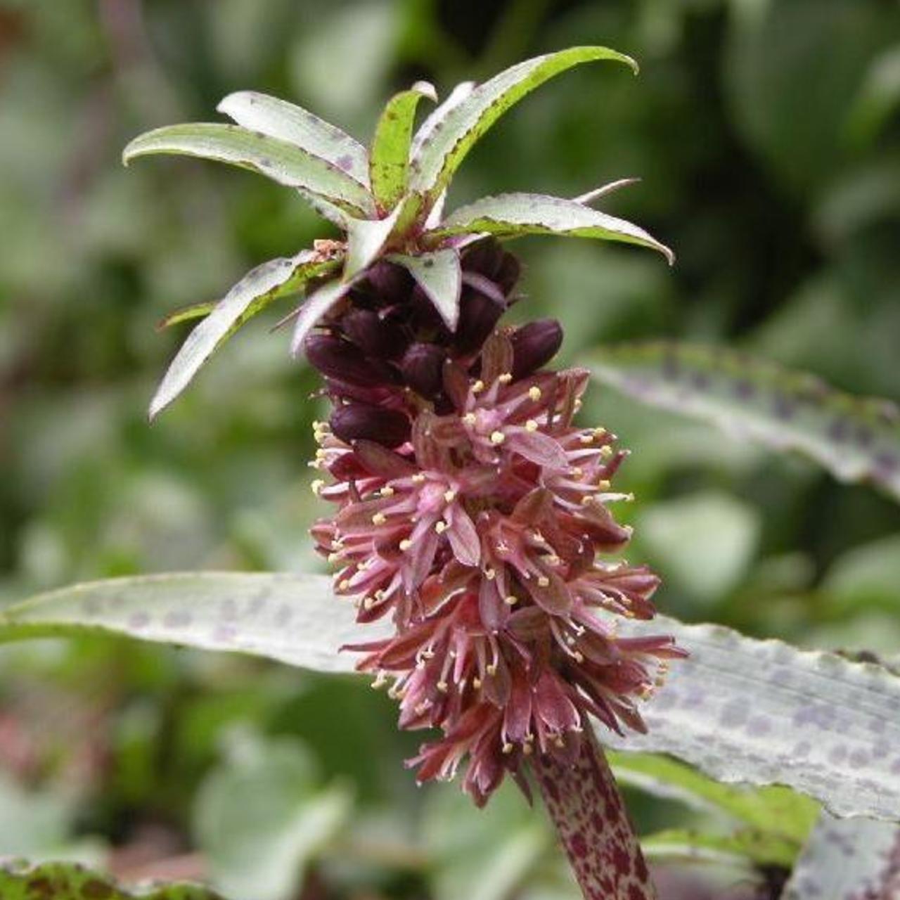 Eucomis vandermerwei 'Octopus' plant