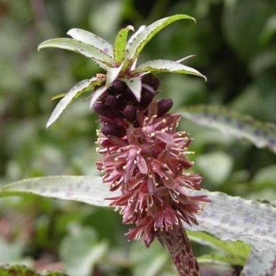 eucomis-vandermerwei-octopus