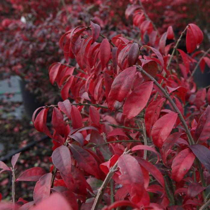 Euonymus alatus 'Compactus' plant