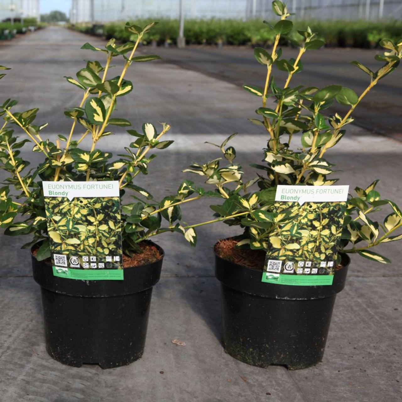 Euonymus fort. 'Blondy' plant