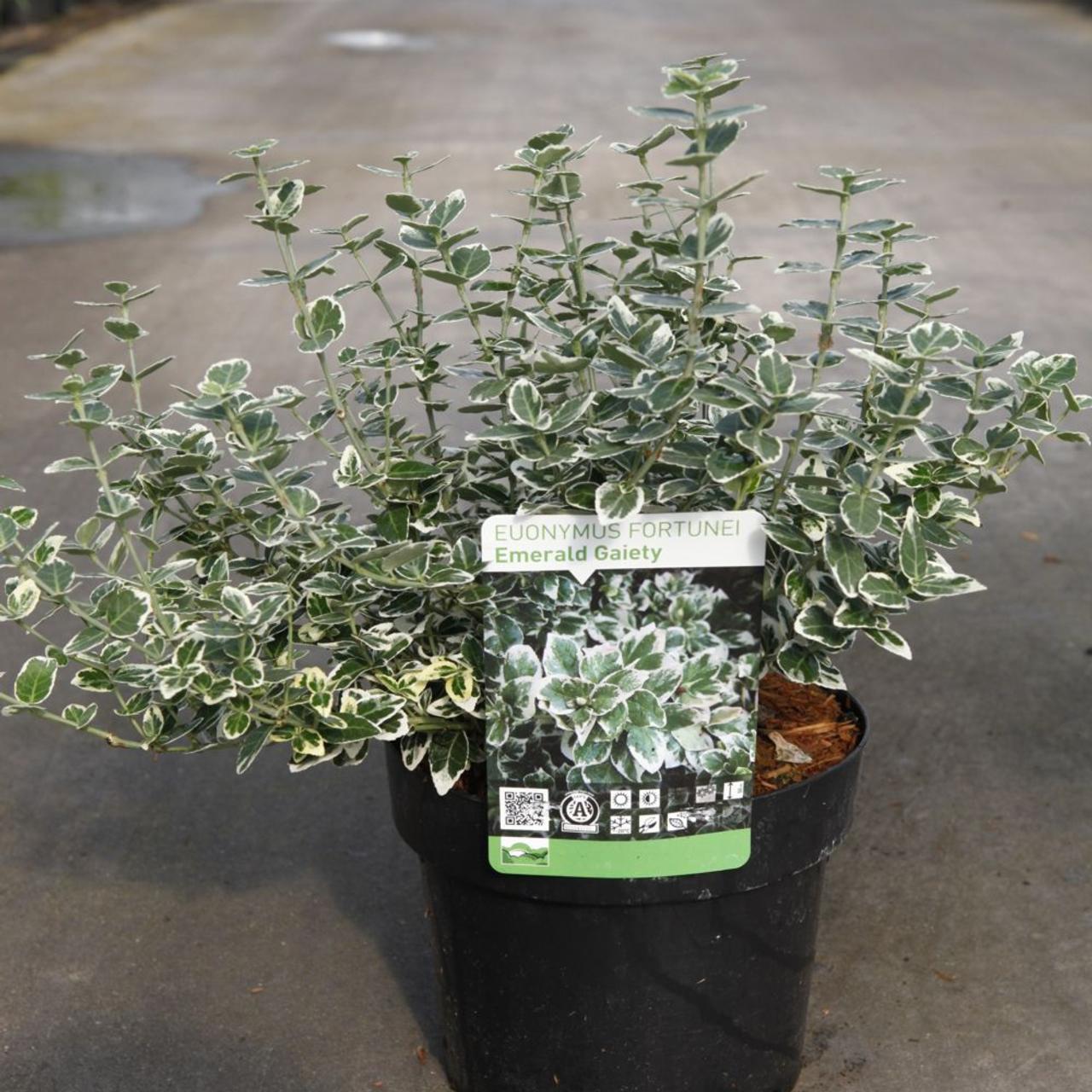 Euonymus fortunei 'Emerald Gaiety' plant