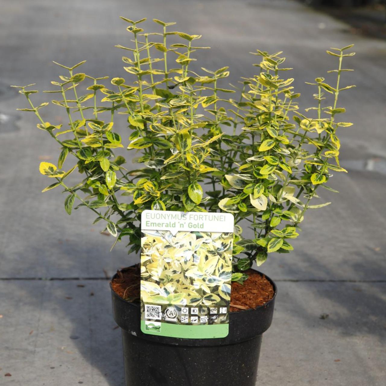 Euonymus fortunei 'Emerald 'n Gold' plant