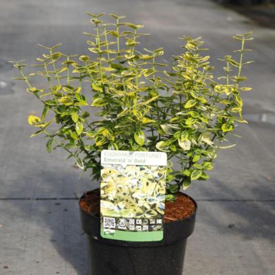 euonymus-fortunei-emerald-n-gold