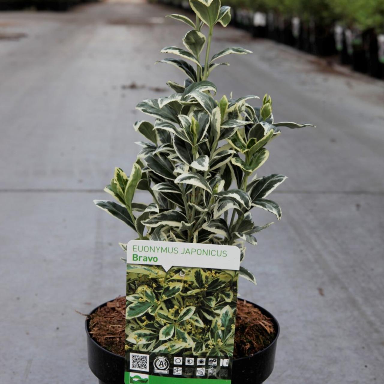 Euonymus japonicus 'Bravo' plant