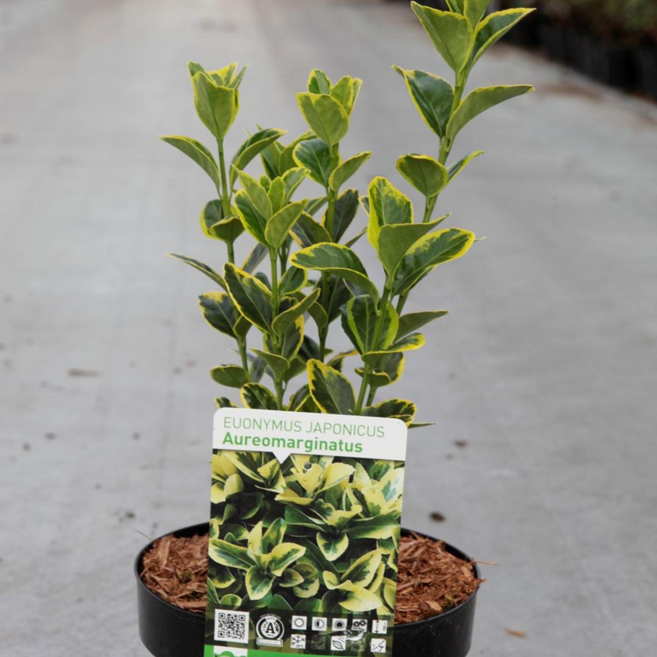 Euonymus japonicus 'Aureomarginatus' plant