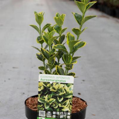 euonymus-japonicus-aureomarginatus