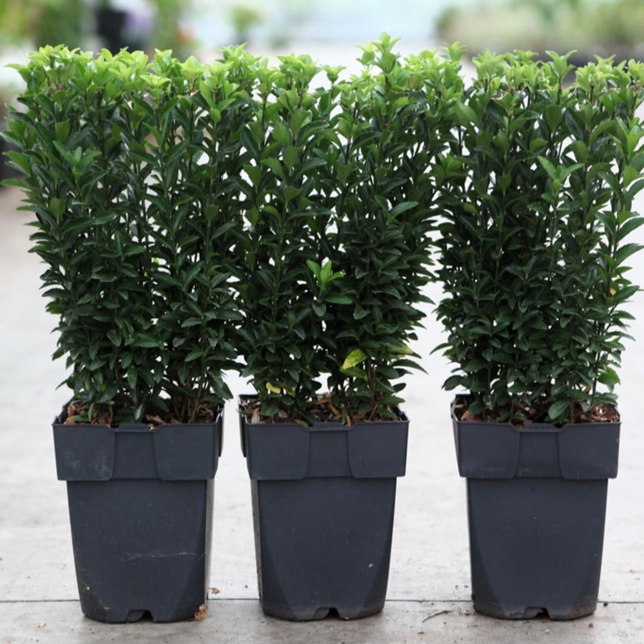 Euonymus japonicus 'Green Spire' plant