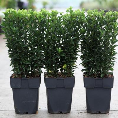 euonymus-japonicus-green-spire