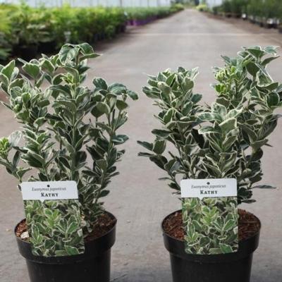 euonymus-japonicus-kathy