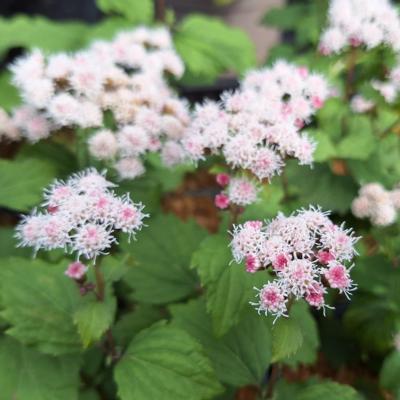 Eupatorium rugosum 'Lucky Symphony'