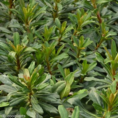euphorbia-amygdaloides-var-robbiae-redbud