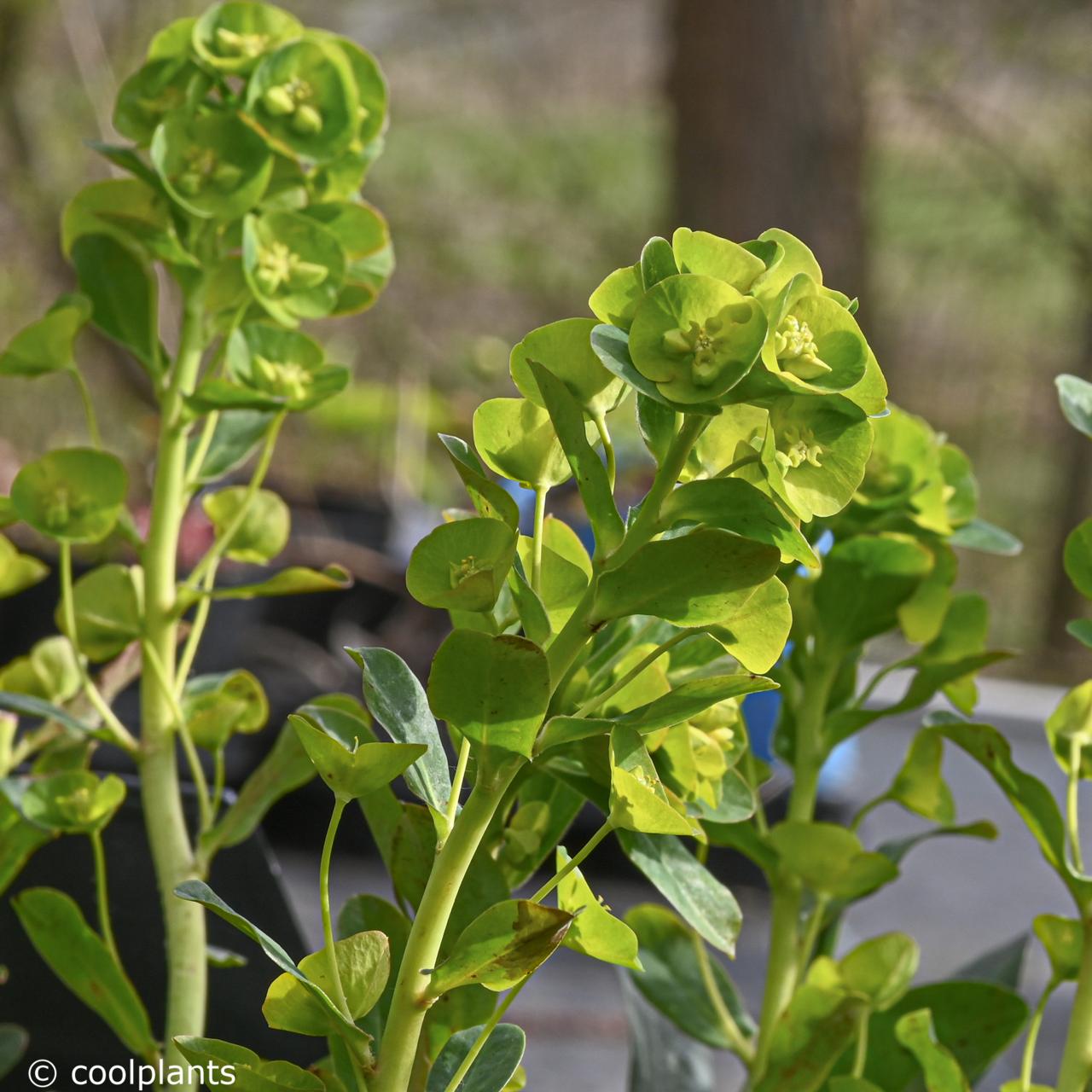 Euphorbia amygdaloides var. robbiae plant