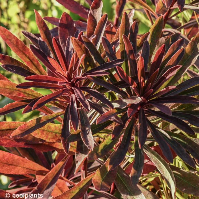 Euphorbia 'Miners Merlot' plant