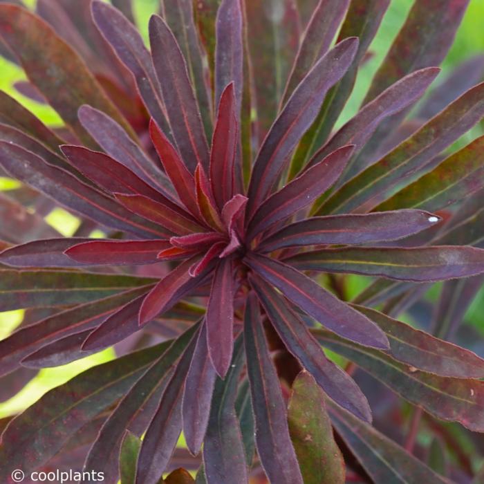 Euphorbia 'Miners Merlot' plant